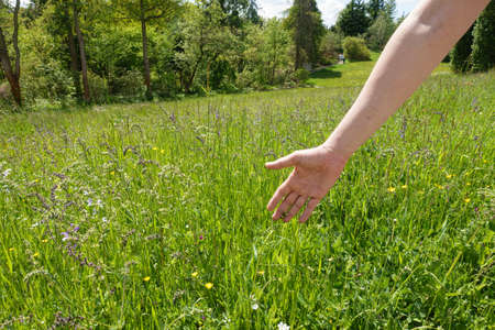 a hand touches the flowers in a green fieldの写真素材