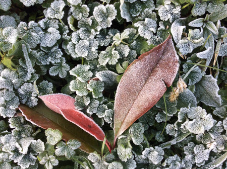 red leaves on green grass covered with rimeの写真素材