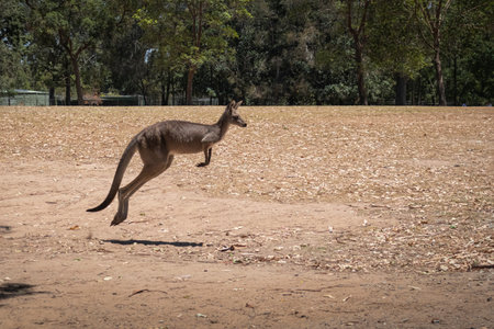 kangaroo jump in a park