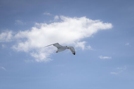 seagull fly in the light blue skyの写真素材