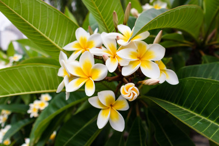 Closup Flowers Frangipani Plumeriaの写真素材