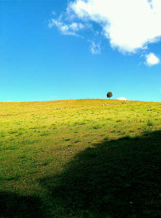 View of the the tree up to the hillの素材