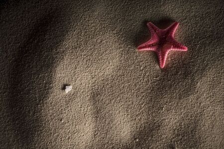pink starfishの写真素材