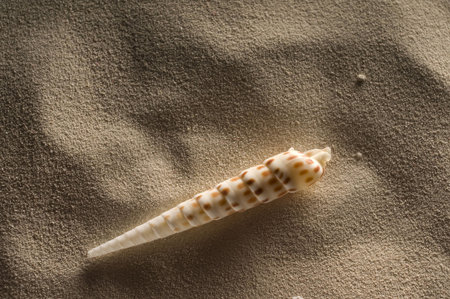 shell