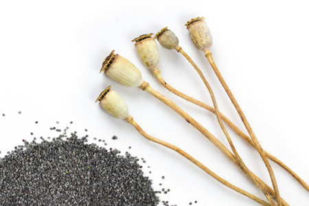 poppy pods and seeds isolated on white backgroundの写真素材