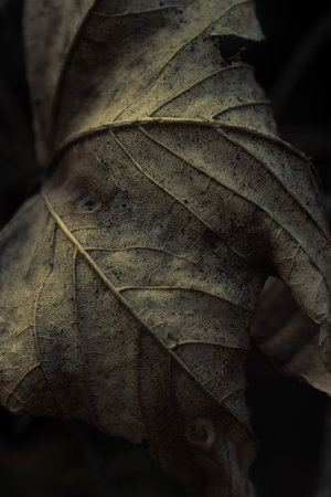 Close up of dry leaf in twilight. The details of the grain are highlighted