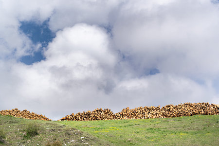 Stacks of trunks from trees felled by storm Vaia. Recovery of fallen timber on Monte Avena, Dolomiti...