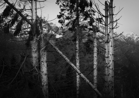 Black and white mountain landscape of a storm-ravaged fir forest. Fallen and bare trunks. Fir woods...