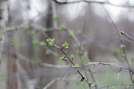 Tangle of branches in the woods in spring with some green sproutsの写真素材