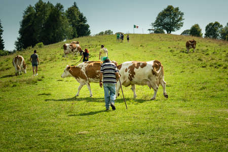 Tourists stroll on the green meadows of the Dolomites. Grazing cows and blue sky. Cima Campo, ArsiÃ¨, Bellunoのeditorial素材
