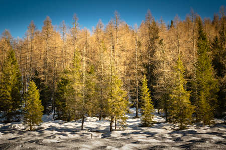 Detail of the larch woods surrounding Lake Calaita in winter. autumn colors and snow. Lozen Valley, Trentino-Alto Adigeの写真素材