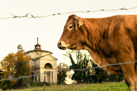 Profile of brown cow on fenced green lawn with ancient ruined church behind. Altin, Feltre, Belluno, Italyの写真素材