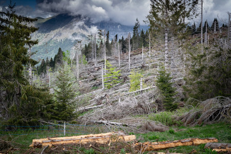 Damage caused by the VAIA storm in the Belluno Dolomites National Park, uprooted and dead fir woods. Monte Avena, province of Belluno, Italyの写真素材