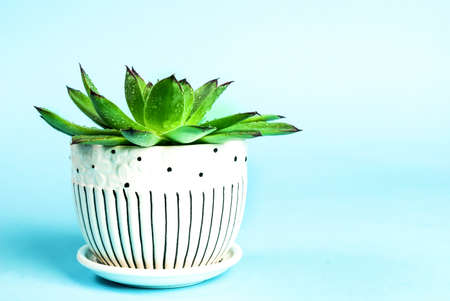 Green plant in a pot with water droplets isolated on blue backgroundの写真素材