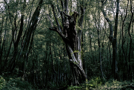 Mystical dark big old tree on a spring day in a dense forest