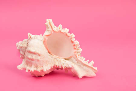 Sea shell white color isolated on pink background and space for textの写真素材