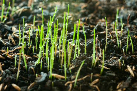 Young green grass with dew drops on farm land. Close up and selective focus.の写真素材
