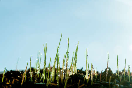 Young grass grows after rain and drops of water and clear blue sky. Close up and selective focusの写真素材