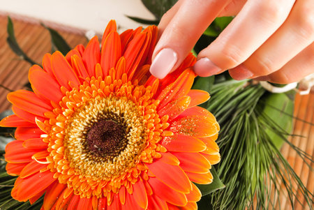 Girl finger with beige natural nails color on big Gerbera orange flower. Close up, selective focus.の写真素材
