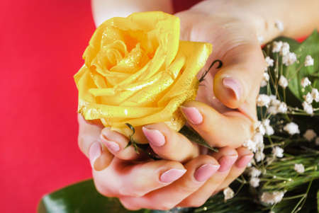 Girl hands holding yellow rose on red and green background. Close up, selective focusの写真素材