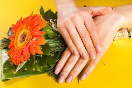 Woman hands with natural beige nails color on Gerbera flower and yellow background. Close up. Selective focusの写真素材