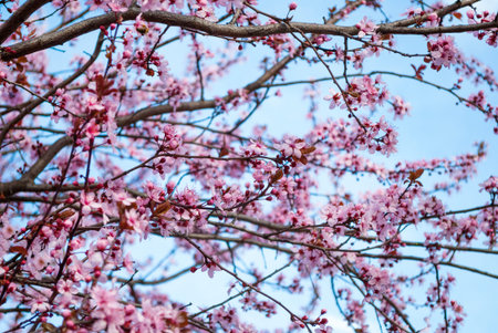 Beautiful full bloom pink cherry blossom sakura flowers and sky in background. Selective focus