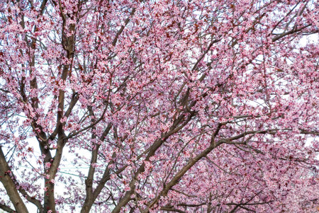 Cherry tree blossom background with lovely pink color in the park