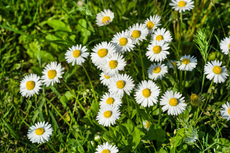 White Daisy flowers on spring day in nature. Selective focus. Natural background