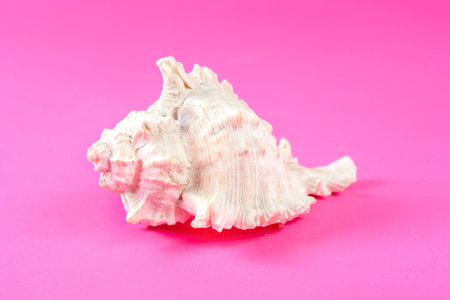 Big white Sea Shell isolated on pink background in studio