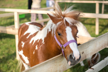 Pony small brown and white horse in wooden fence and  box with wind in mane hair. Head in the purple bridle and posing. Close up, selective focusの写真素材