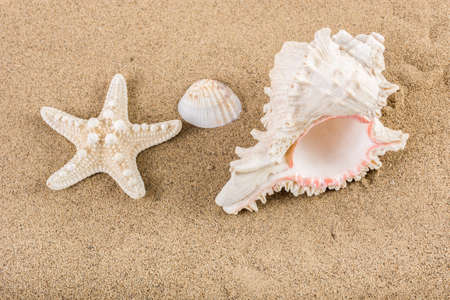 Big sea shell and starfish on beach sand. Summer holiday concept. Close up, selective focusの写真素材