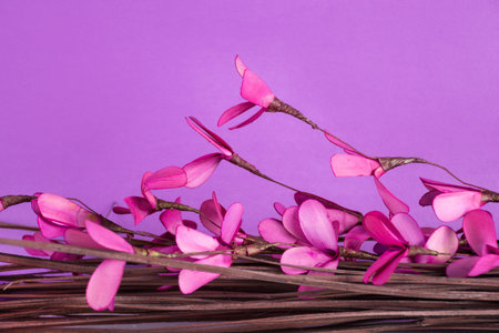Decorative purple flowers and branches isolated on purple background. Beautiful bouquet of branch....