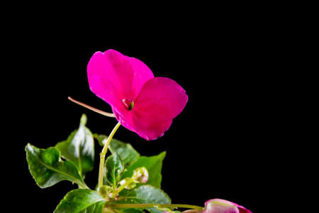 Beautiful purple flower with green leaf isolated on black background in studio. Empty space for design. Close up, selective focusの写真素材