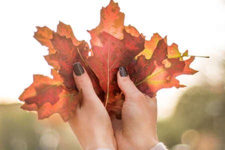 Girl hands holds many dry fallen leaf in hand. Autumn day in public park. Close up, selective focusの写真素材