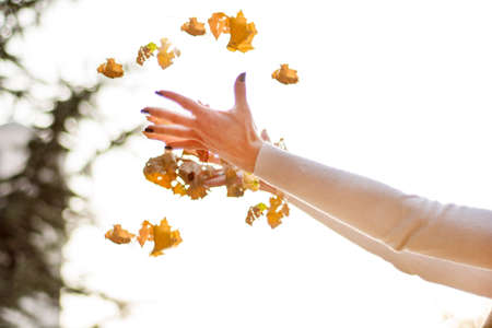Girl hands throwing fallen dry leaf in air on beautiful autumn day in park. Autumn season concept image. Close up, selective focusの写真素材