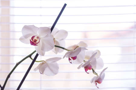 Phalaenopsis orchid white and pink flower in front of venetian blinds on window at home. Macro image with shallow depth of focus. Beautiful flower concept. Close up, selective focusの写真素材