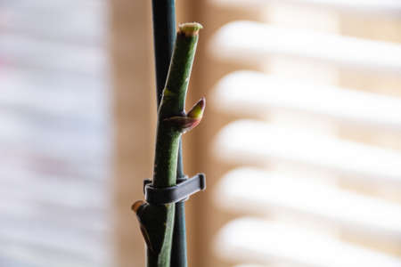 Phalaenopsis orchid flower steam with a new bud at home. Botanical and house flowers concept. Close up, blurred motion and selective focusの写真素材