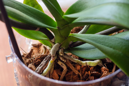 Phalaenopsis orchid roots in flower pot with substrate and green leaves at home. Botanical and house flowers concept. Close up, blurred motion and selective focusの写真素材
