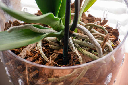 Phalaenopsis orchid roots in transparent flower pot with substrate and green leaves at home. Botanical and house flowers concept. Close up, blurred motion and selective focusの写真素材
