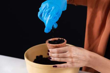 Woman hand pouring soil in the flower pot with protective gloves and holding the terracotta pot. Preparation for sowing plant seeds in the laboratory. Close up, selective focusの写真素材