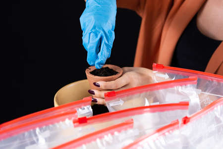 Hand with protective gloves puts soil on cactus seed to a terracotta flower pot and many zip bag with pots on a desk. Process of sowing cacti plant from seeds in flower nurseryの写真素材