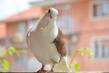 Brown pigeon with a white head and short beaked on a terrace looking at the camera. Domestic pigeon bird posing on blurred background outdoor. Domestic animal conceptの写真素材