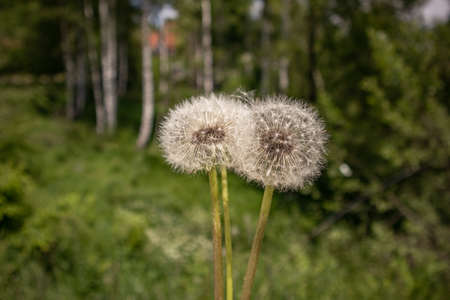 Dry dandelion flowers and blurred green background in nature on a summer day. Natural wallpaper and background concept. Close up, selective focusの写真素材