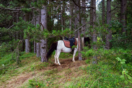 A saddled horse grazes the grass in the pine forest on a sunny summer day. Domestic animal eat in natureの写真素材