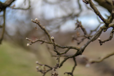 Buds of apple on bare branches on an early spring day in the garden. Agriculture and gardening...