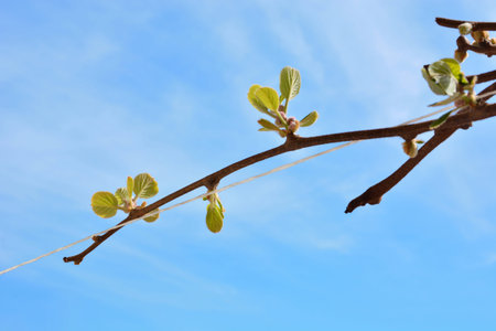 Branch of kiwi with new leaves grows around the rope in the garden on a spring day and blue sky in...