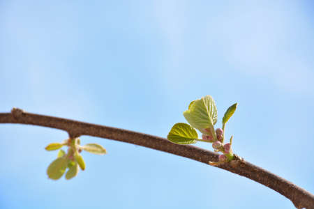 Young leaves of kiwi fruit plant growing in the garden on a spring day and blue sky in the backgroundの写真素材