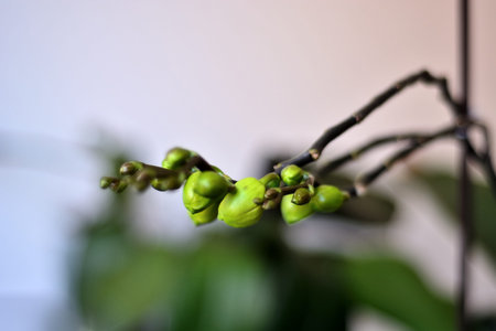 Orchid buds on a branch ready to bloom and blurred green background at home. Close up and copy space...
