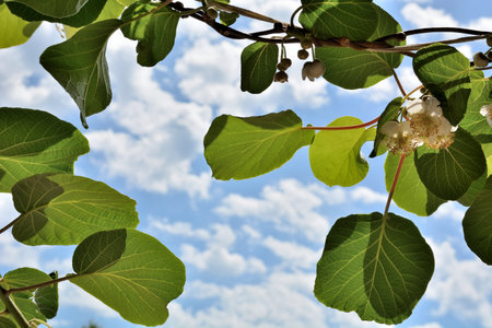 Kiwi vine with fresh leaves and flowers and blue sky with white fluffy clouds in background on a sunny spring day in a gardenの写真素材