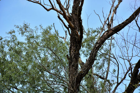 Silhouette of an old and dried willow tree and a blue sky in the background. Natural background...